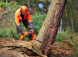 How Our Tree Care Process Works  in Porterville, CA